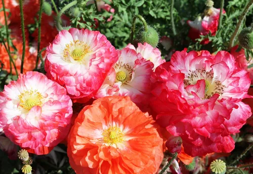 Miniatura 3 de Flores perennes de Papaver de mezcla de amapola oriental para plantar
