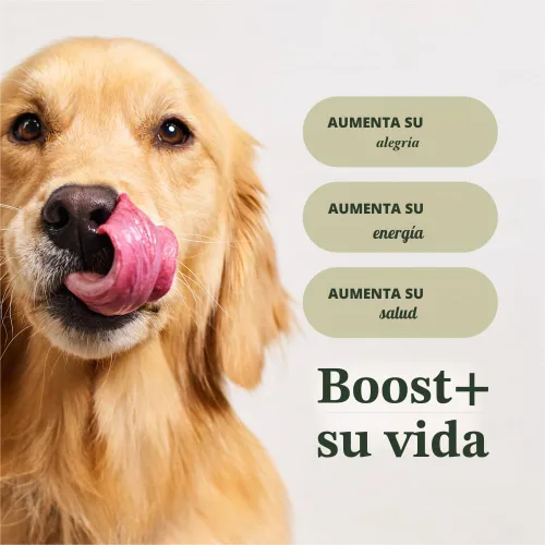 Miniatura 4 de Instinct Raw Boost Gut Health, alimento seco natural para perros con trozos liofilizados, receta sin granos, pollo real, bolsa de 3.5 libras