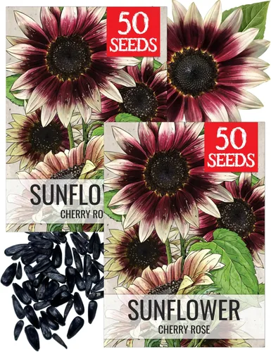 Seed Needs Semillas de girasol para plantar girasoles de rosa cereza – Flores híbridas con bicolores únicos para un jardín de flores al aire libre –