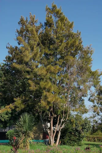 Miniatura 6 de Pine Tree Australian River Semillas Premium Casuarina cunninghamiana Plants'® (Semillas premium, 10)