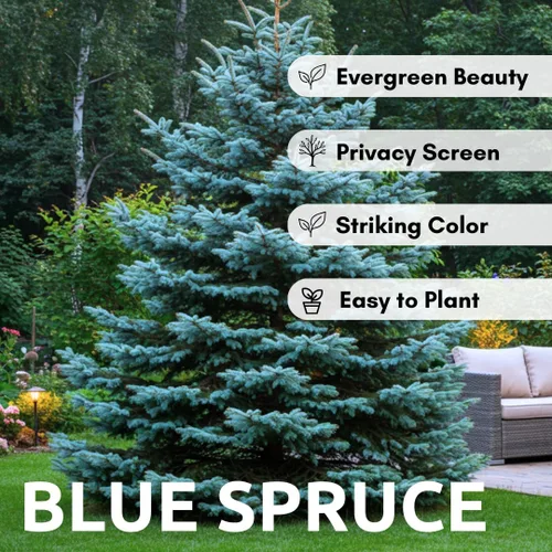 Miniatura 2 de 100 semillas de abeto azul para plantar Abeto azul de Colorado, Picea pungens glauca Árboles atractivos para privacidad o paisajismo