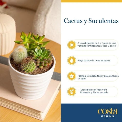Miniatura 6 de Costa Farms Mini plantas suculentas vivas en macetas de plástico, suculentas de interior fáciles de mantener, plantas de interior para decoración