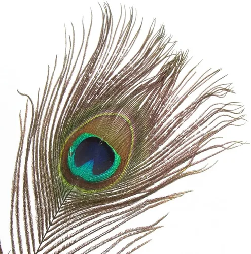 Miniatura 2 de CCINEE 15 plumas de pavo real natural, plumas de cola de pavo real de 10 a 12 pulgadas para manualidades, disfraz de Halloween, dama de honor