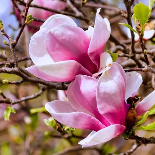Magnolia Tree Planta viva, arbusto de flores de magnolia, 6-12 pulgadas de alto, en maceta, arbusto de magnolia fragante listo para crecer (Ann
