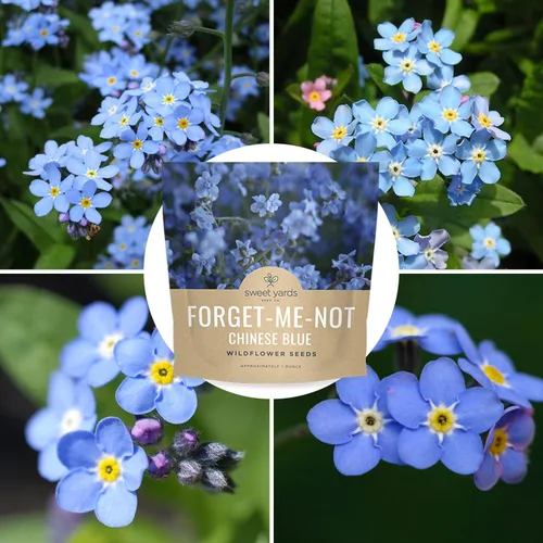 Miniatura 9 de Chinese Forget Me Not Wildflower Seeds - Paquete a granel de 1 onza - Más de 5,500 semillas polinizadas abiertas - Blue Cynoglossum amabile
