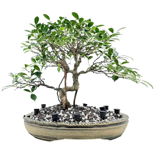 Miniatura 4 de Cestas de fertilizante para bonsái (10 piezas) de The Bonsai Supply