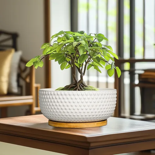 Miniatura 2 de Macetas para suculentas de 8 pulgadas - Macetas de bonsái de cerámica para plantas de interior, maceta con agujero de drenaje y platillo, maceta