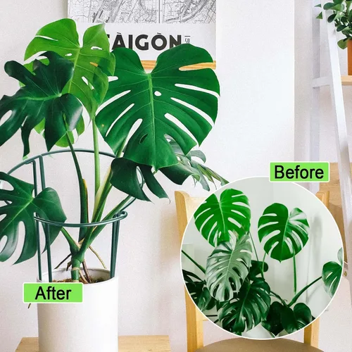 Miniatura 5 de HiGift Estacas de soporte para plantas, paquete de 6 jaulas y soportes de peonía de metal, jaula de soporte para plantas de jardín, anillo