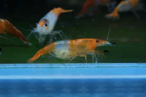 Miniatura 16 de Camarones vivos de acuario de agua dulce - Neocaridina (Carbon Rili, 10 unidades)