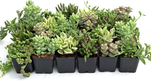 Mountain Crest Gardens Paquete de Suculentas Colgantes y de Hilo - 24 Plantas Vivas en Macetas de 2 Pulgadas - Suculentas Reales para Macetas