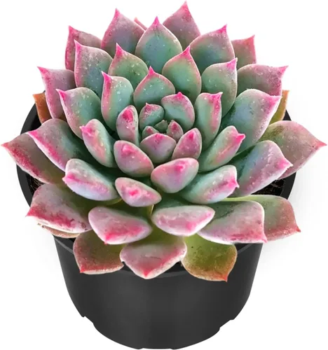 Miniatura 11 de Sprout N Green Echeveria 'Snow Angel', suculenta viva totalmente enraizada en maceta de 2 pulgadas, planta de casa para el hogar, oficina, boda