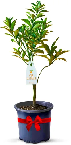 Miniatura 8 de Calamondin Tree - Plantas vivas para exteriores de 18 a 22 pulgadas de alto, árboles frutales de interior enanos, plantas vivas que no se pueden