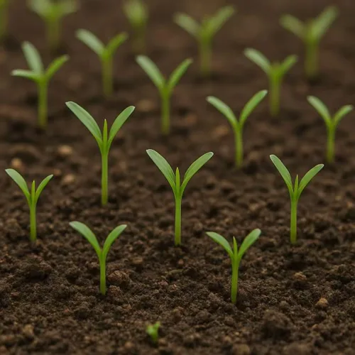 Miniatura 5 de Kong Xin - Semillas CAI de 0.5 onzas, más de 300 semillas vegetales de hoja verde para plantar semillas Choy Ong sin OMG