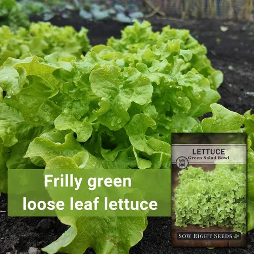 Miniatura 3 de Sow Right Seeds - Ensaladera Semillas de lechuga de hojas verdes para plantar - Paquete de reliquia sin OMG con instrucciones para plantar un huerto