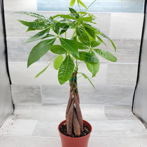 Miniatura 5 de Planta de árbol de dinero, también conocida como Pachira aquatica, plantas de interior tropicales exóticas vivas en maceta de 4 pulgadas, decoración
