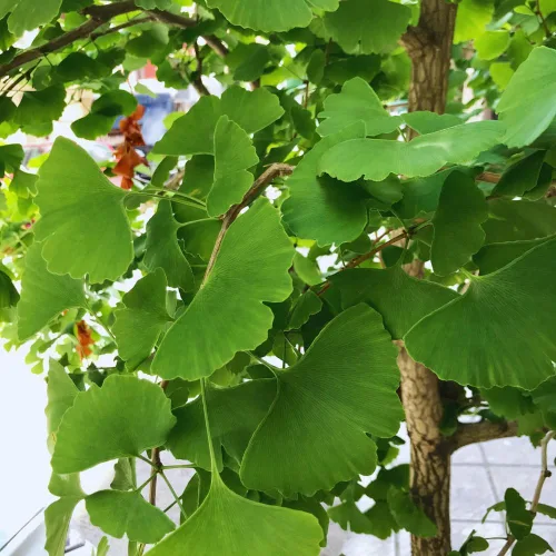 Miniatura 7 de Juego de 2 plantas de ginkgo vivas con raíces desnudas, 6 a 12 pulgadas de alto, árboles de ginkgo biloba para jardín, patio o decoración