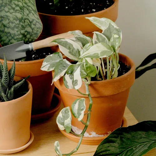 Miniatura 4 de Plantas de Pothos Vivas (4PK) Plantas de Interior Vivas Plantas de Casa, Planta de Pothos Viva Plantas de Casa, Planta de Dinero Pothos