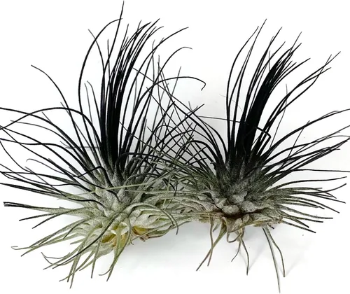 Miniatura 4 de Planta de Aire Delgado, Tillandsia Viva de Guatemala, Llegada Saludable Garantizada, Excelente Planta de Interior, Decoración del Hogar y Regalo