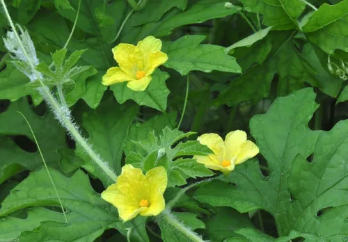 Miniatura 3 de Bitter Gourd Seeds,Japanese Long (Asian vegetable) Harvested young at 10-13" !(10 Seeds)
