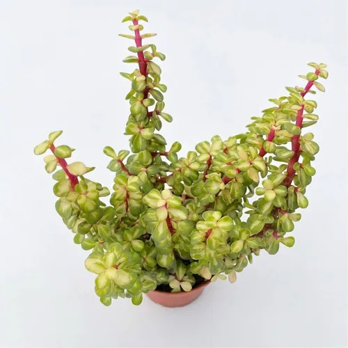 Miniatura 15 de 4" Plantas suculentas vivas Tradescantia Nanouk, suculentas en maceta de fácil cuidado, planta de interior, regalos únicos, decoración para el hogar