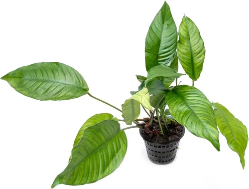 Miniatura 20 de SubstrateSource Plantas vivas – Anubias Hastifolia (Anubias hastifolia) – Luz baja a moderada, hojas en forma de flecha de color verde medio a