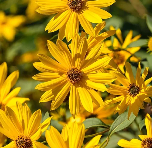 Semillas de girasol perennes para plantar, planta y cultiva flores de sol maximilianas en tu jardín al aire libre en tu hogar - 500 semillas de