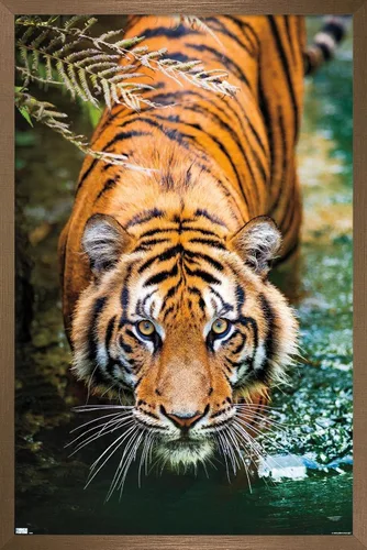 Miniatura 14 de Trends International Tiger - Póster de pared de agua, 14.725 x 22.375 pulgadas, versión enmarcada de madera de granero