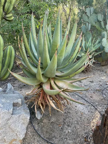 Miniatura 4 de Cactus Outlet Planta de aloe vera – Planta viva de interior y exterior – Planta de casa de aloe – Aloe Ferox – Planta viva lista para paisaje