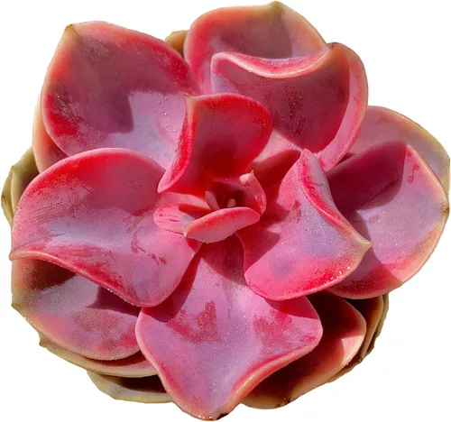Miniatura 18 de Echeveria Agavoides Romeo - Plantas suculentas vivas raras, planta roja de 1 cabeza de 2.7 pulgadas, raíz desnuda sin tierra para maceta, escritorio