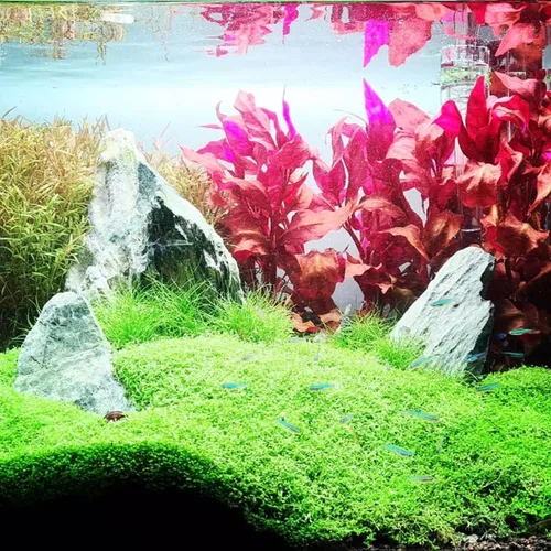 Miniatura 7 de Hemianthus Callitrichoides Cultivo de tejidos US Farm Live Aquarium Plants Midground para decoración de peceras