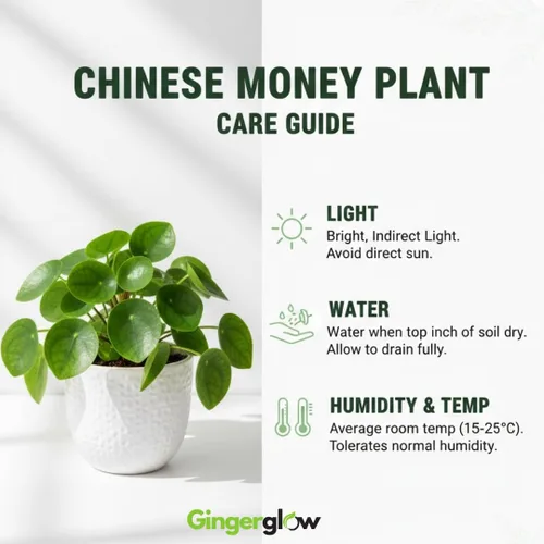 Miniatura 3 de Planta de dinero chino en maceta de 4 pulgadas Pilea Peperomioides Plant Live Atractiva vegetación de interior para escritorios, estantes