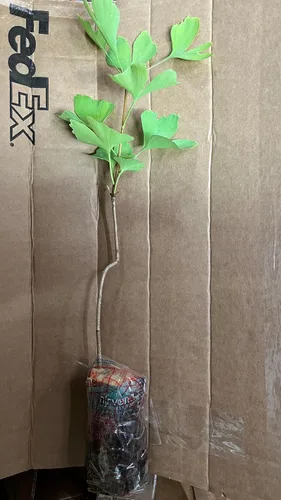 Miniatura 9 de Plántula de Ginkgo Biloba de 2 a 3 años de edad de 10 a 12 pulgadas de alto