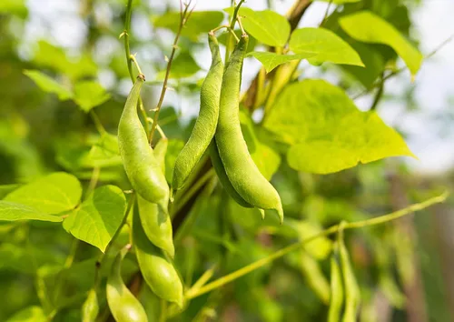 Miniatura 7 de Food to Live Frijoles de tortuga negra, 8 onzas de frijoles secos enteros, germinables, veganos, kosher, a granel. Bajo en sodio. Gran fuente