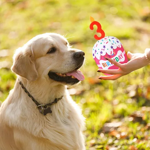 Miniatura 6 de Dansydaisy Accesorios de juguete de pastel de cumpleaños para perros, regalos para niñas y niños, juguete de peluche chirriante para decoración