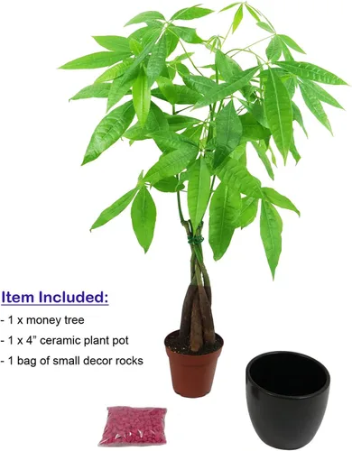 Miniatura 4 de Athena's Garden Money Tree Pachira - Plan vivo de interior con maceta de cerámica, 18 pulgadas de alto, maceta negra, rocas rojas, mediano