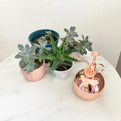 Miniatura 4 de Pulverizador de plantas de acero inoxidable, botella de nebulización de plantas, herramientas modernas de jardinería para plantas en macetas de Oro