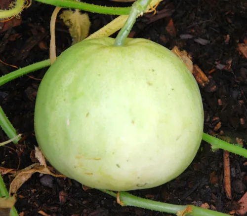 Miniatura 3 de TomorrowSeeds - Semillas de melón asiático dulce de Sakata - Más de 50 unidades - Para plantar Conomon japonés japonés de pared delgada melón blanco