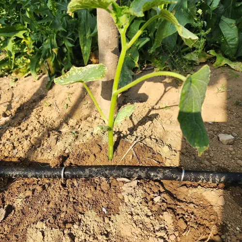 Miniatura 8 de Atlantic Short Soaker Hose 2ft x1/2" Garden Soaker Hose, Water Seeper Hoses for Foundation Watering, Garden Beds, Garden, Lawn and Plants.