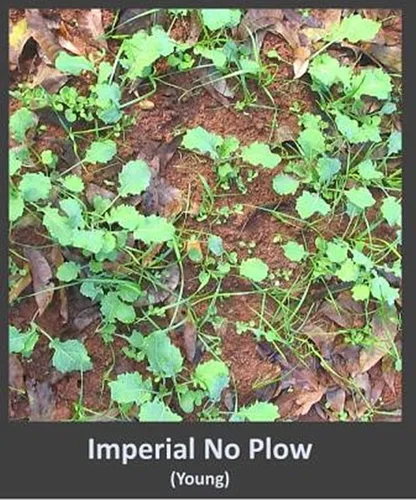 Miniatura 5 de Whitetail Institute Imperial semillas de trébol para alimento “No-Plow