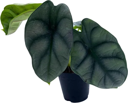 Miniatura 4 de BubbleBlooms Alocasia Silver Dragon, Alocasia Baginda, Joya Alocasia, oreja de elefante dragón plateado en maceta de 2 pulgadas
