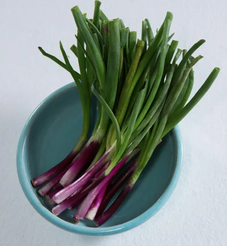 Semillas de cebolla agrupadas "Lillia" – Cebollas agrupadas de amatista roja también conocidas como cebolletas – Allium fistulosum | Nunca