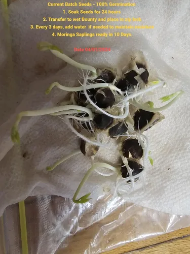 Miniatura 7 de 100 Semillas de Moringa Aproximadamente Semillas de Moringa para Plantar Comestibles, Excelente Germinación Grado Premium PKM1 Semillas