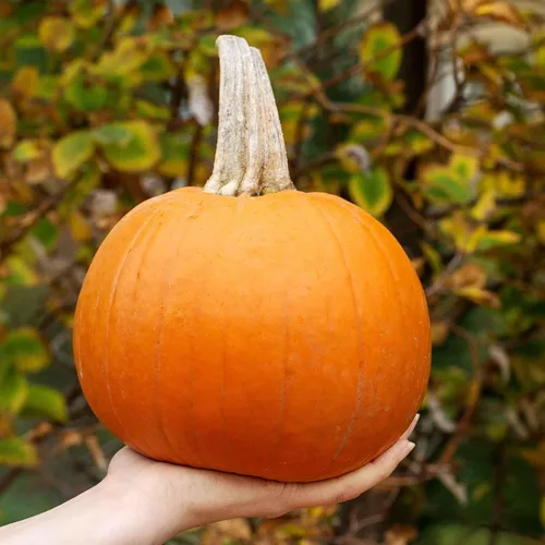 Miniatura 4 de Eden Brothers Semillas de calabaza – Semillas gigantes sin OMG del Atlántico para plantar, paquete Semillas vegetales de alto rendimiento y rápido