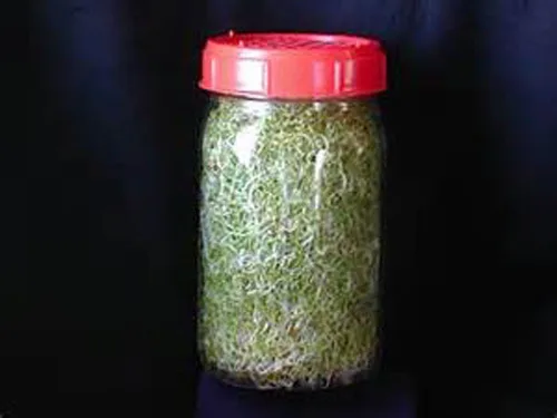 Miniatura 2 de Semillas de brócoli sin OMG para brotar brotes Microgreens (2 onzas de Pure Seed). Marca Country Creek LLC.