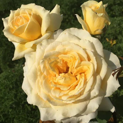 Miniatura 2 de Rosas de té híbridas de reliquia, planta de raíz propia viva para jardín al aire libre, Rosanna Jacobs, ligeramente fragantes, zonas de rusticidad