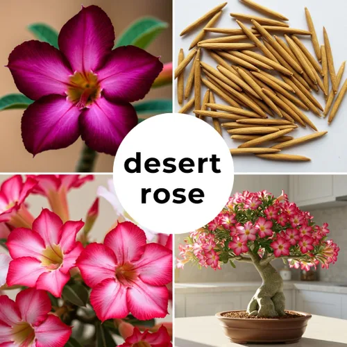 Miniatura 2 de 20 semillas de rosa del desierto de colores mixtos para cultivar 20 semillas Adenium Obesum Seeds to Grow.. Planta bonsái exótica