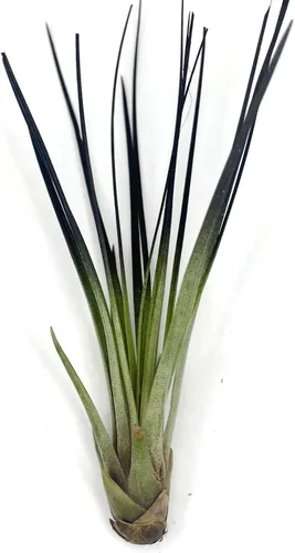 Juncifolia Tillandsia - Planta de aire, planta de aire vivo de Guatemala Tillandsia, llegada saludable garantizada, gran planta de interior,
