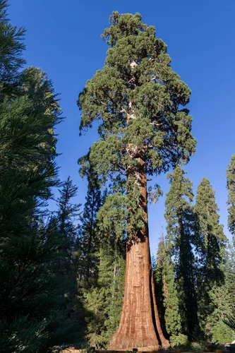 Miniatura 3 de 5 árboles jóvenes de secuoyas gigantes vivos (aprox. 1 pies a 1.5 pies de alto): gigante de la naturaleza en tu patio trasero