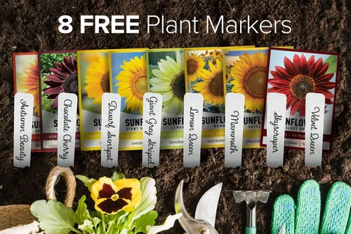 Miniatura 3 de Gardeners Basics Semillas de girasol para plantar flores, terciopelo Queen, rascacielos, reina limón, gigante, belleza otoñal, cereza de chocolate