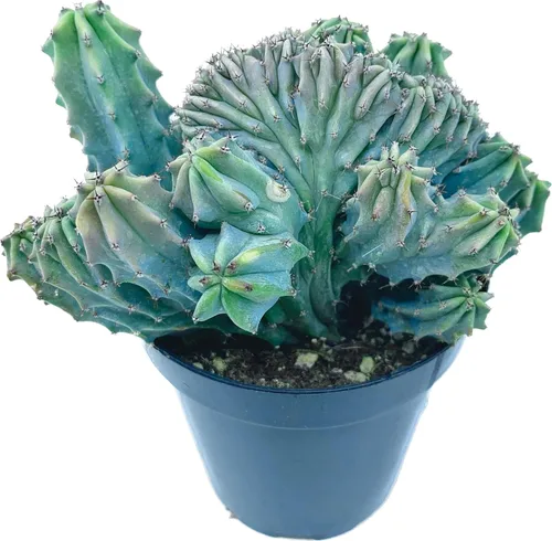 Miniatura 13 de Cactus de lirio de Pascua de 8 pulgadas, Echinopsis Subdenudata, totalmente enraizado, resistente y tolerante a la sequía, fácil de cultivar